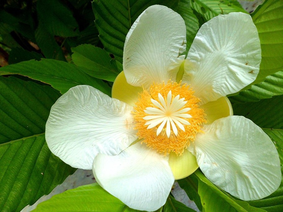 Дилления индийская