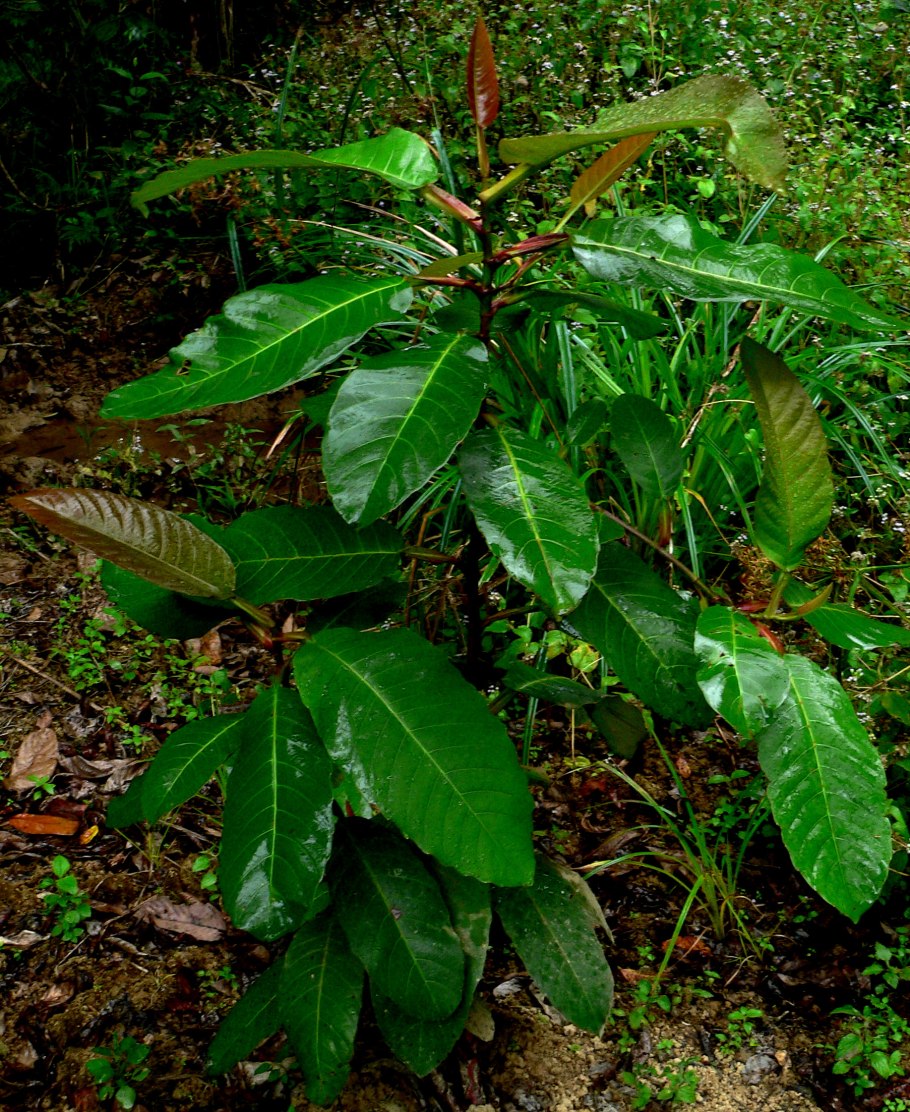 Ватерия индийская