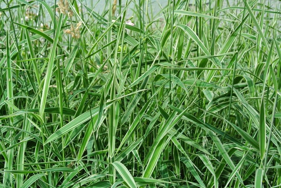 "Канареечник тростниковидный Phalaris arundinacea"