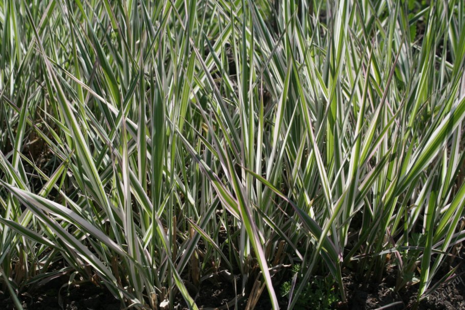 Канареечник arundinacea