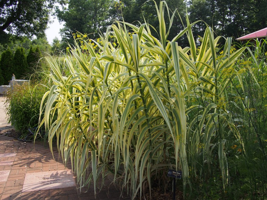 Arundo donax 'variegata'