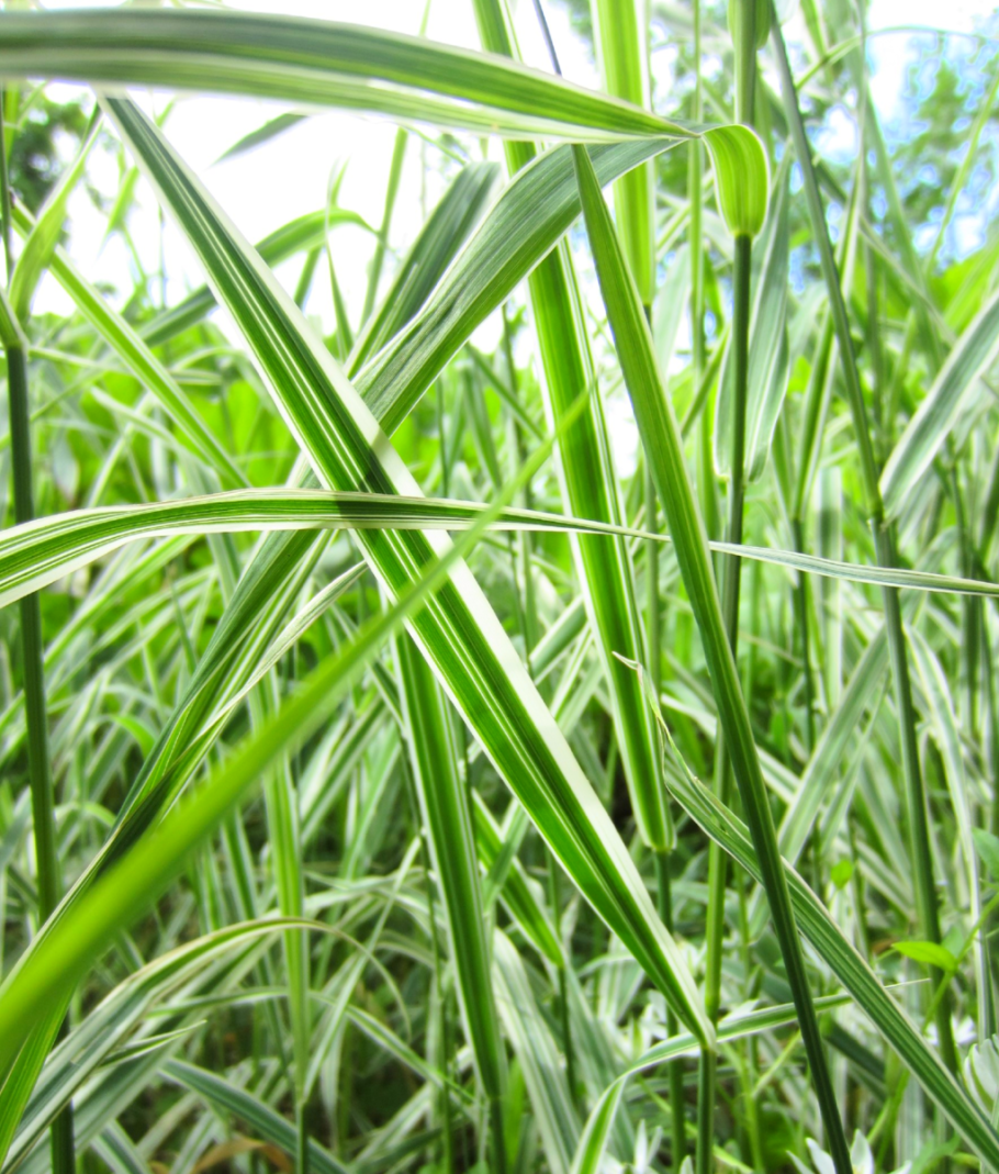 Канареечник тростниковый фалярис