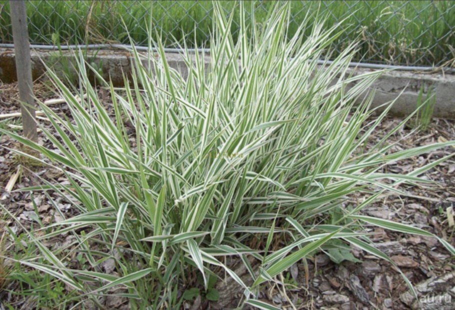 Злак канареечник