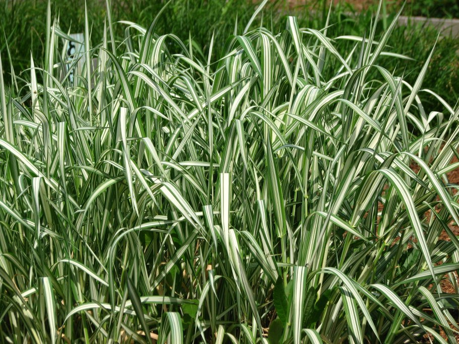 Канареечник японский