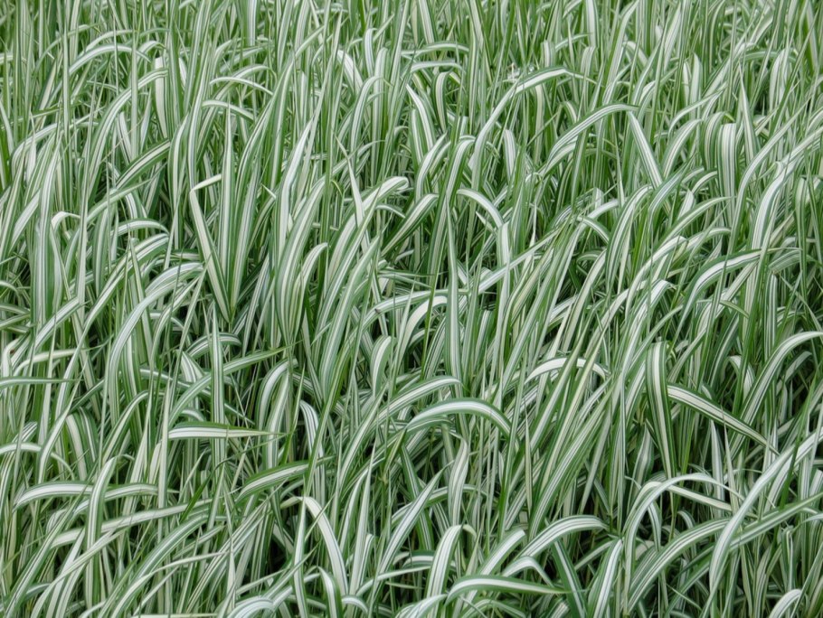 Фалярис белоокаймленный Элегантиссима