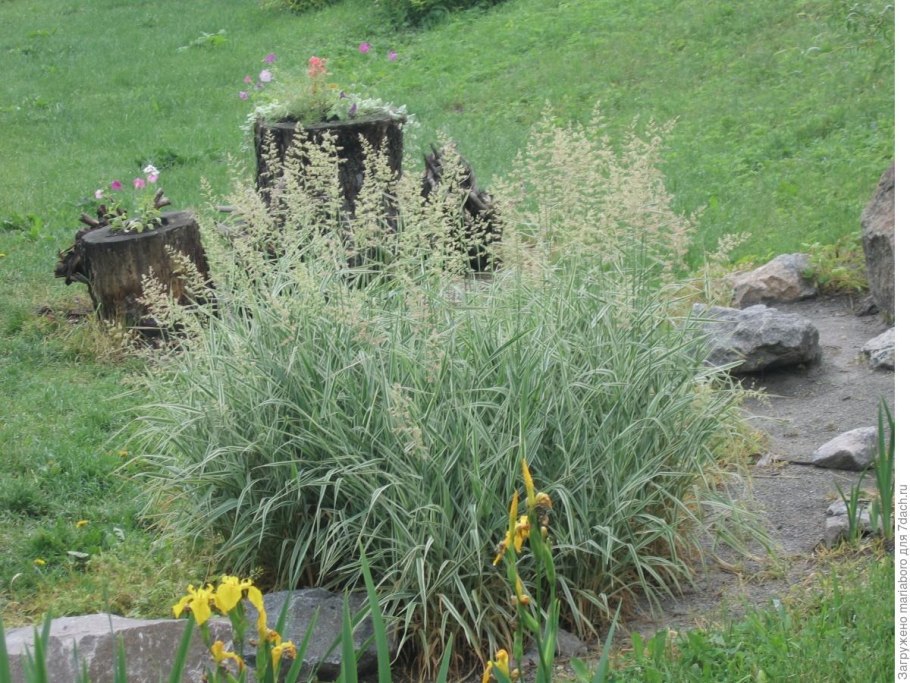 "Канареечник тростниковидный Phalaris arundinacea"