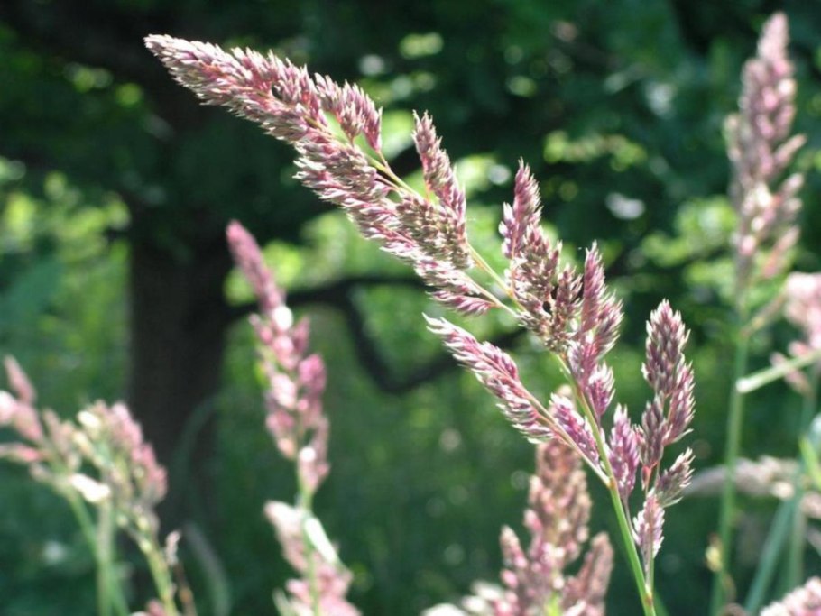 Phalaris arundinacea