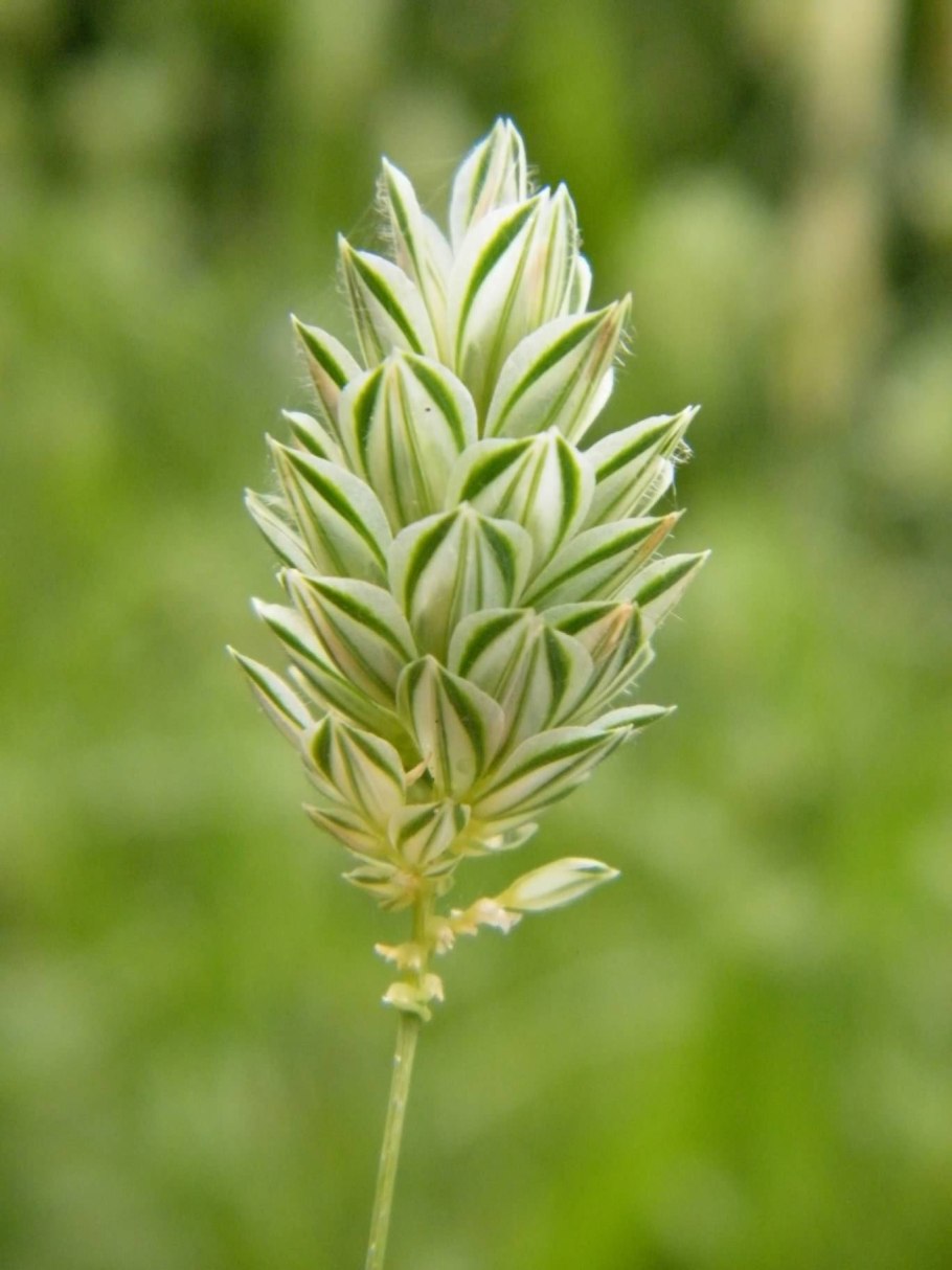 Канареечник Канарский