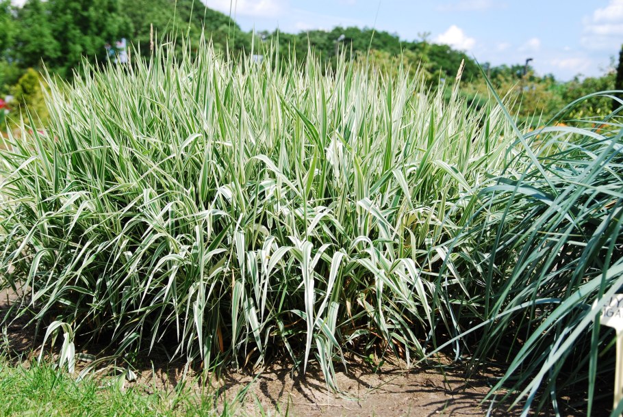 Фалярис Канарский