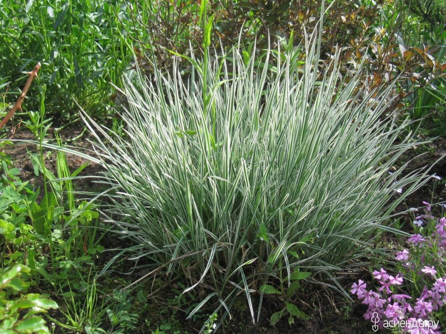 Райграс бульбоносный