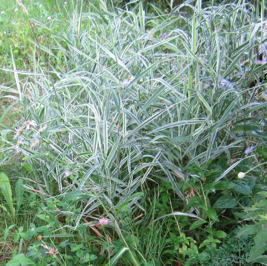 Фалярис тростниковый