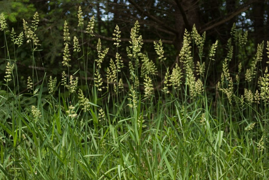Phalaris arundinacea