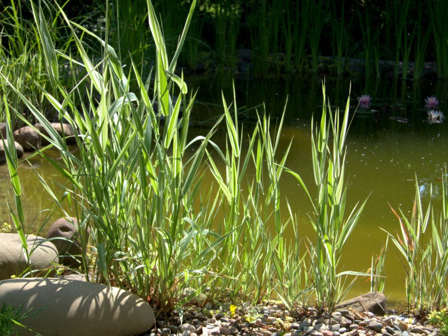 Квнвреечник тростнмковилный