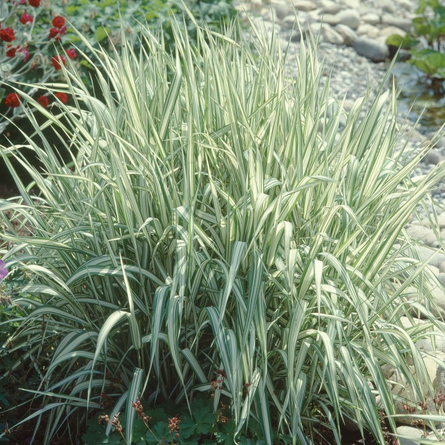 Фалярис канарский