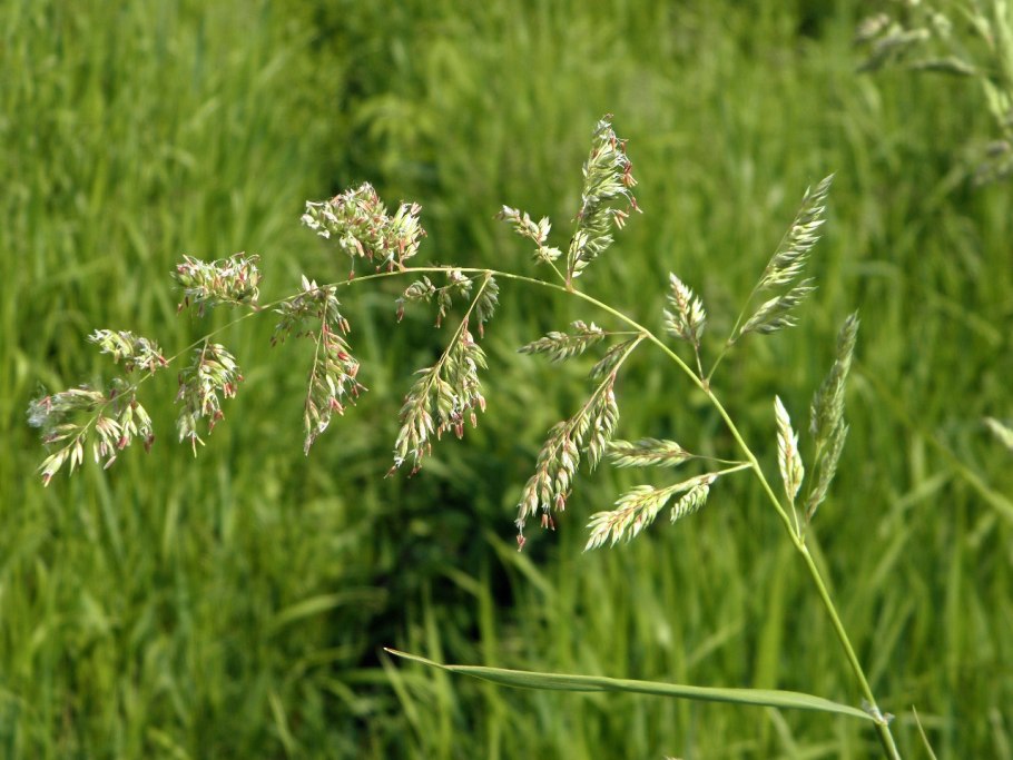 Phalaris arundinacea