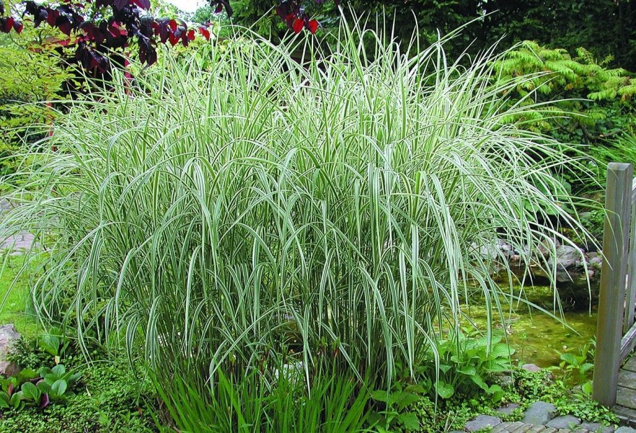 "Канареечник тростниковидный Phalaris arundinacea"
