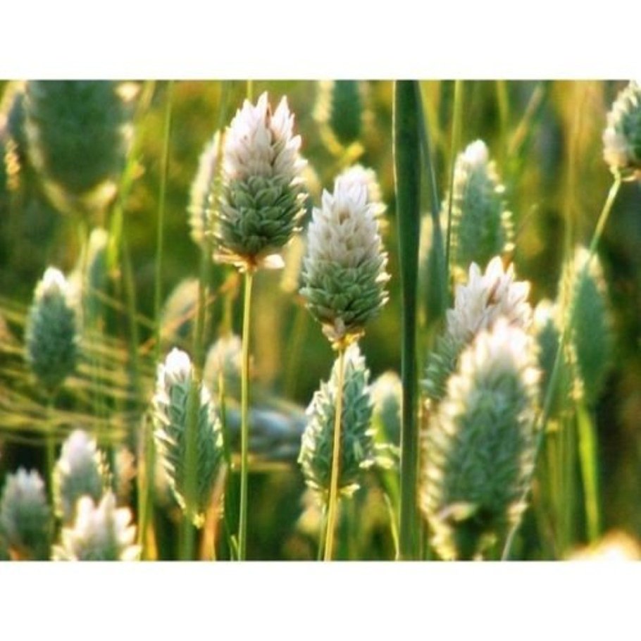 Осока фалярис