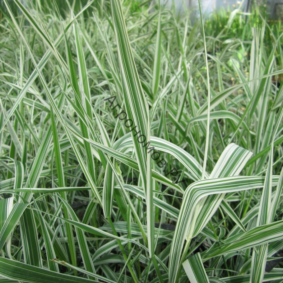 Phalaris arundinacea var picta