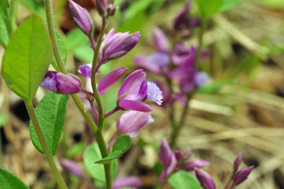 Истод обыкновенный