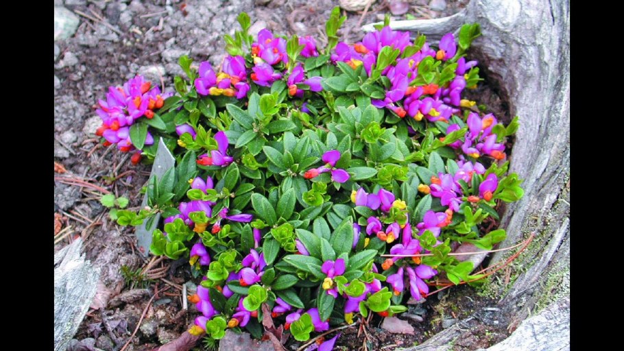 Истод анатолийский