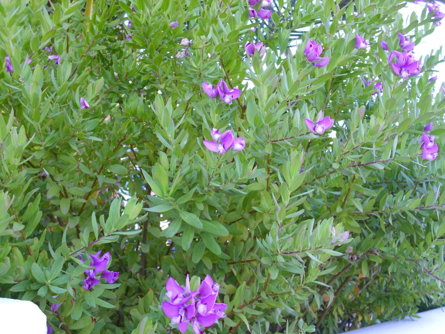 Истод Сибирский Polygala sibirica