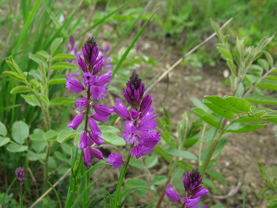 Истод тонколистный