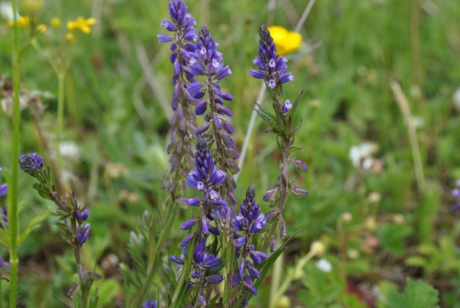 Истод обыкновенный