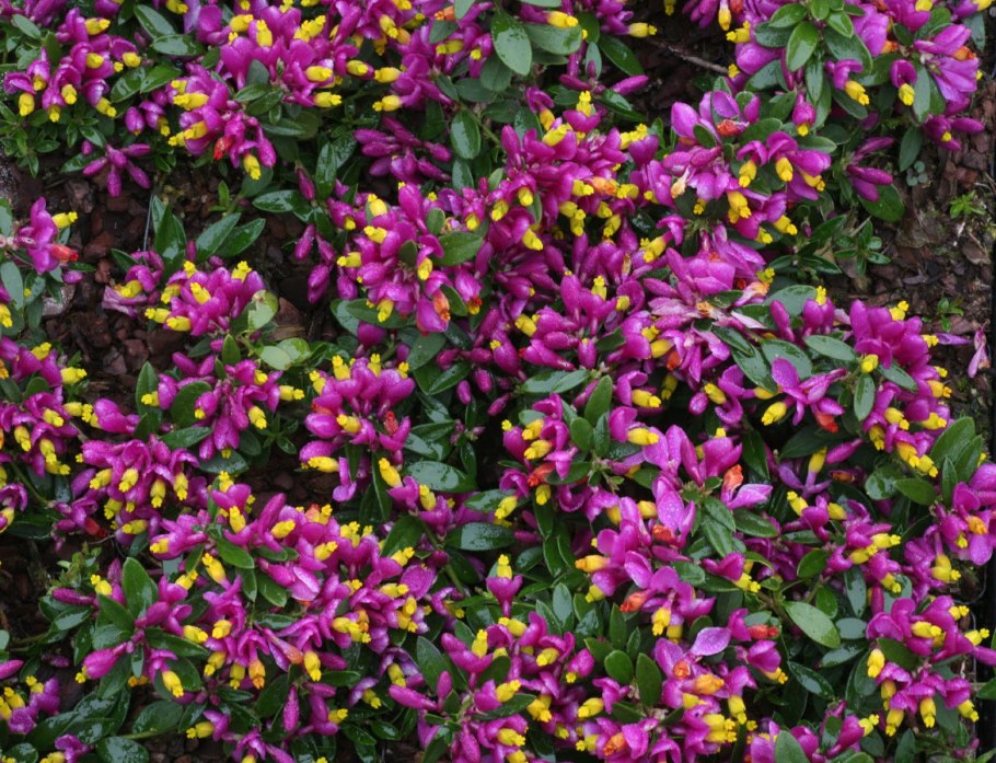 Polygala gariodiana