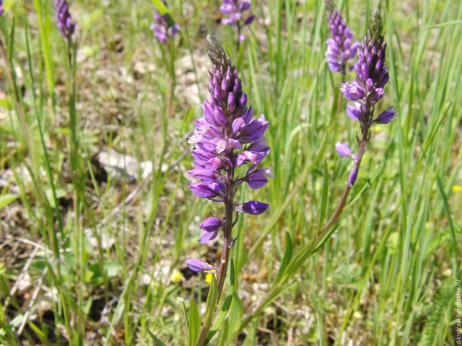 Истод меловой