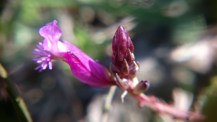 Истод Сибирский зверобой изящный