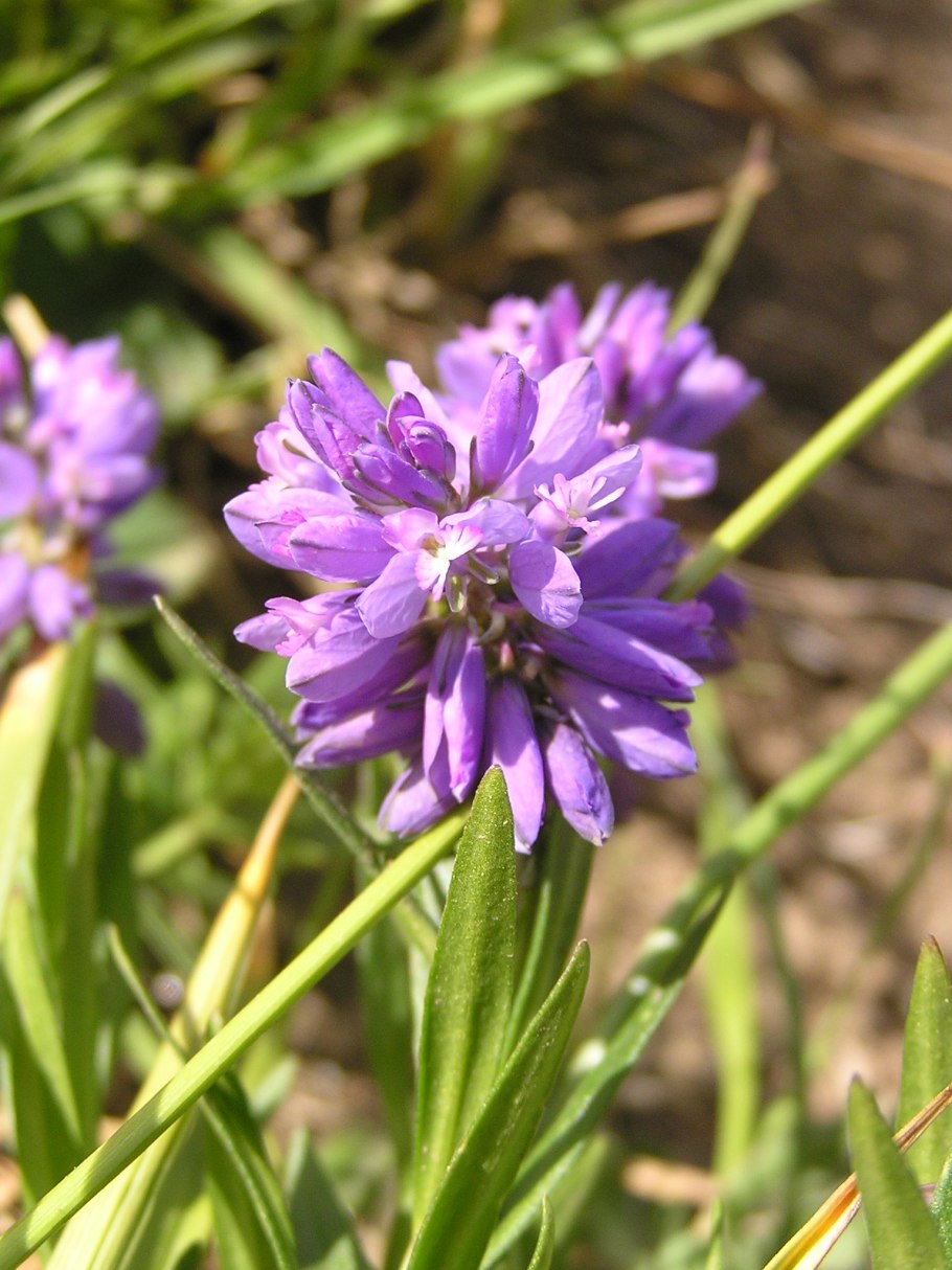 Истод хохлатый