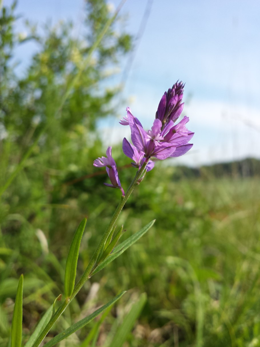 Polygala vulgaris