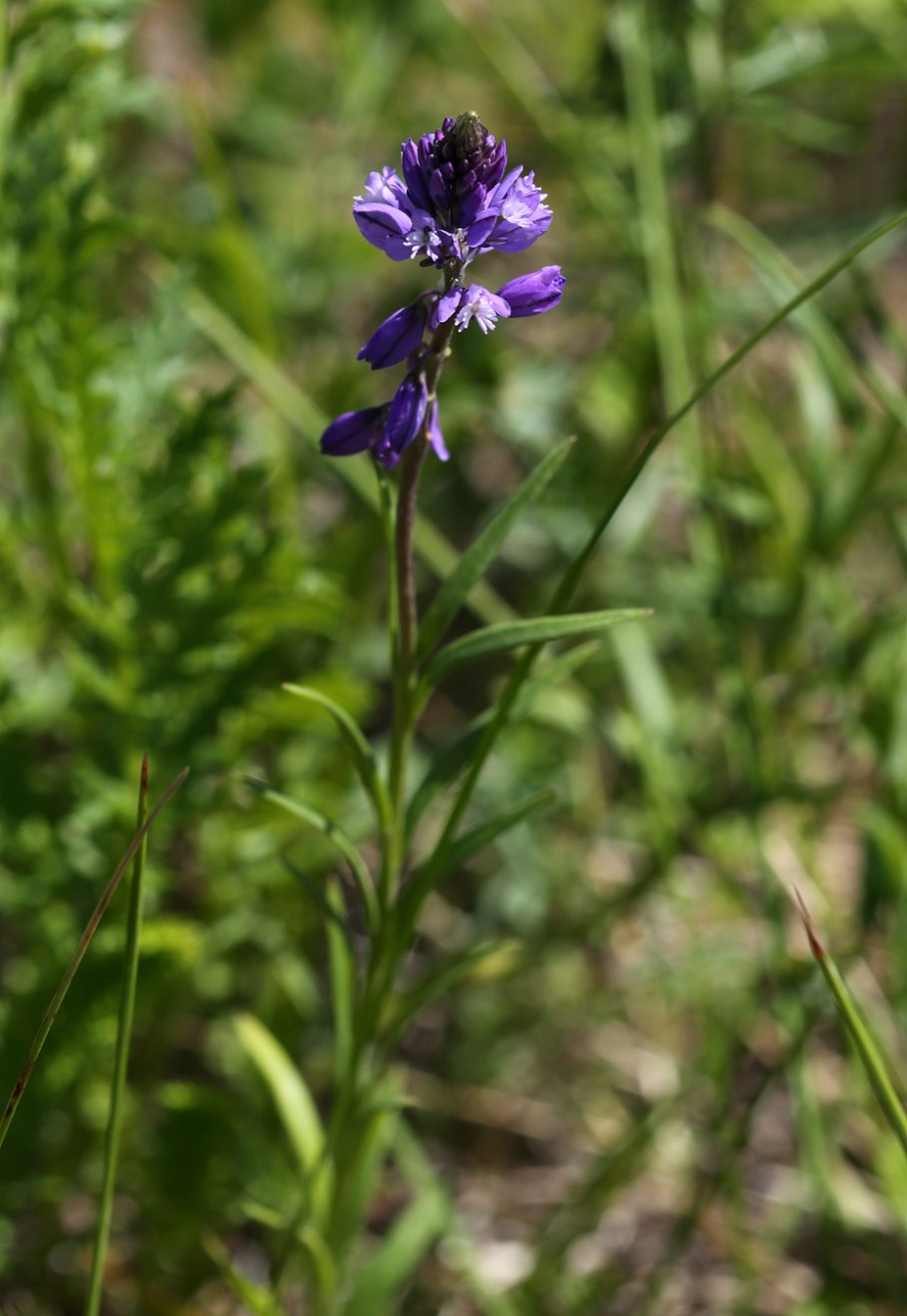 Истод известняковый