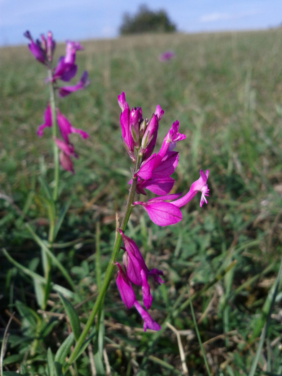 Polygala hybrida DC.