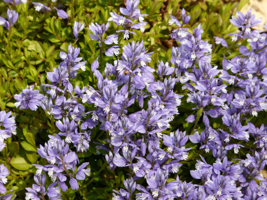 Истод Сибирский Polygala sibirica з