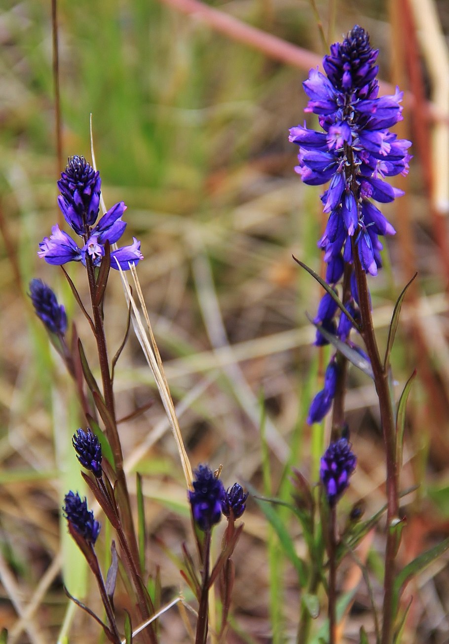 Истод grandiflora