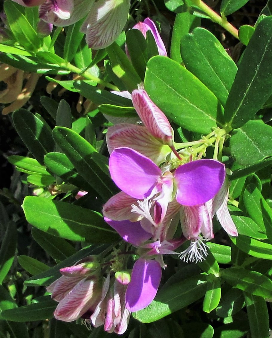 Истод белый