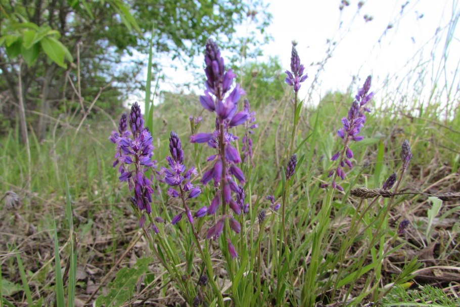 Polygala Major