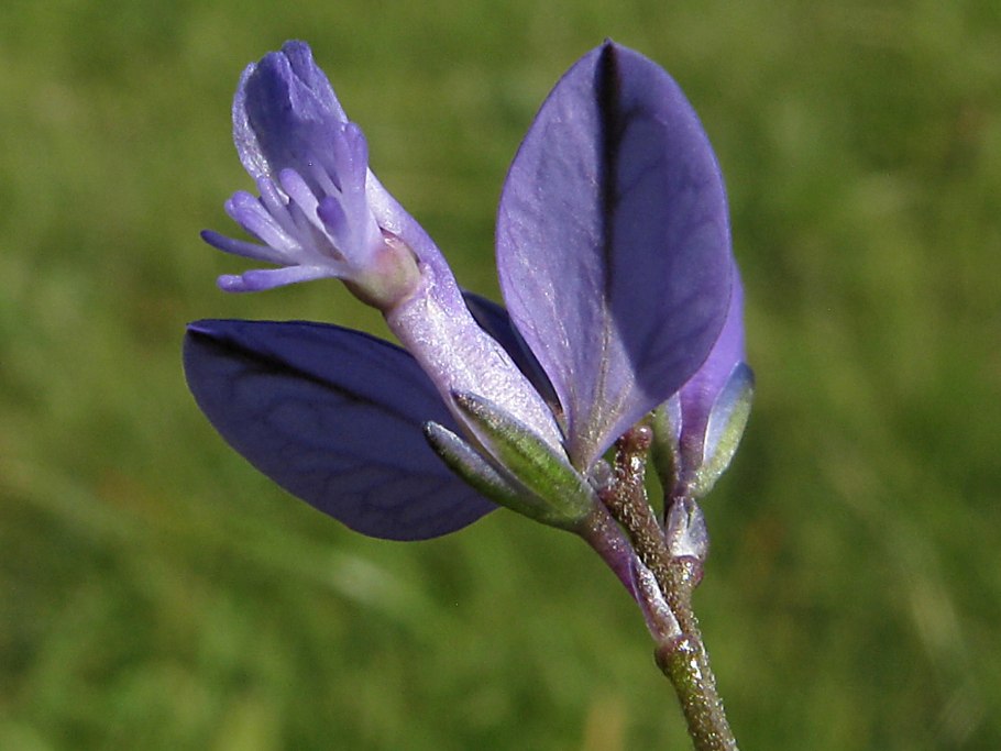 Истод Горький