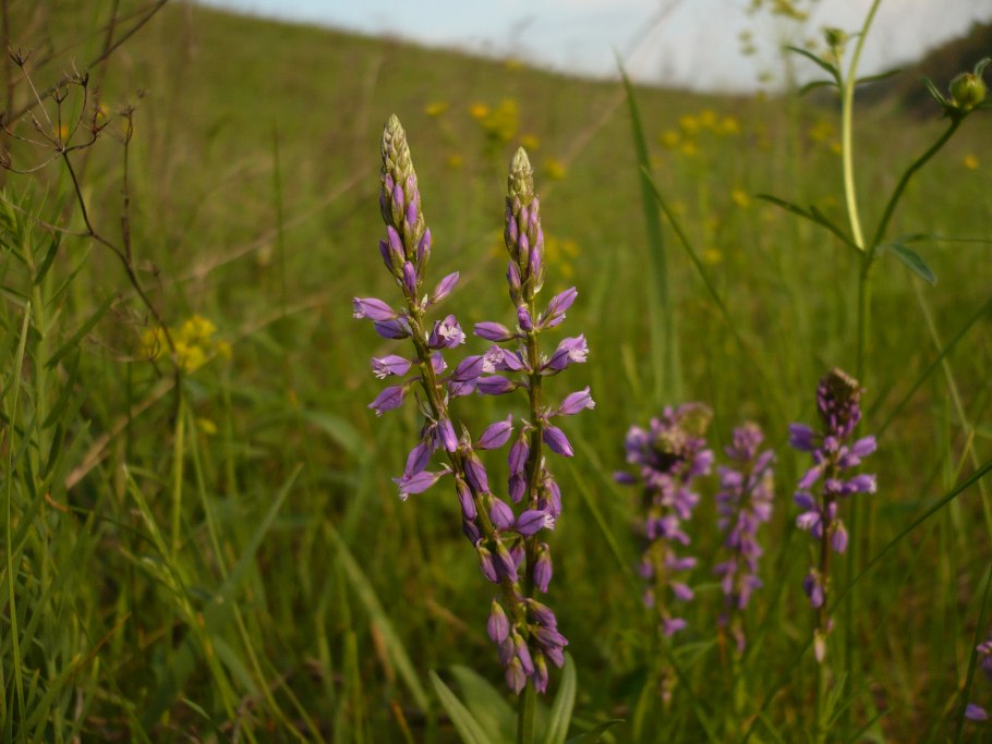 Polygala comosa Schkuhr