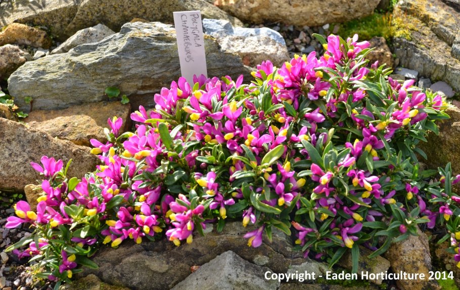 Истод гибридный