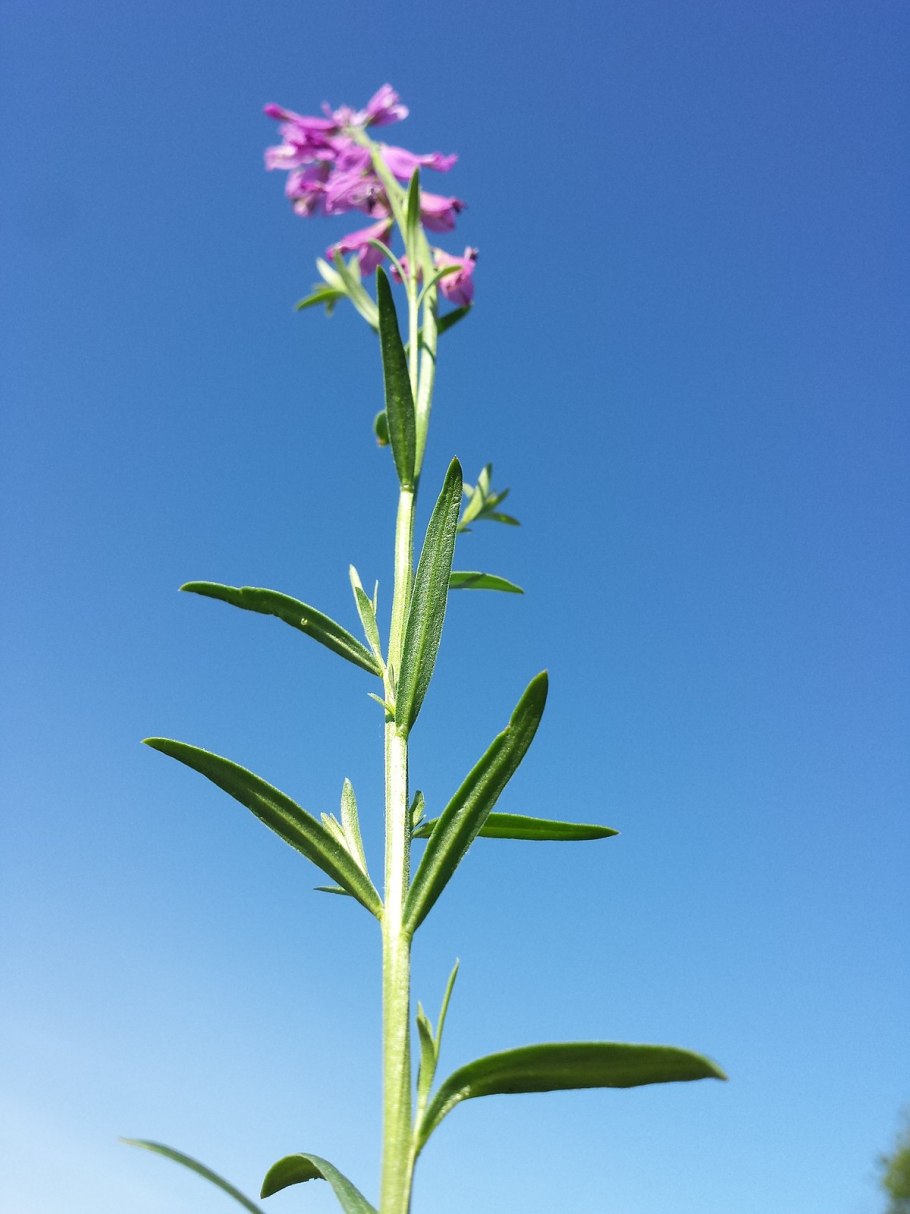 Истод обыкновенный (тонколистный)