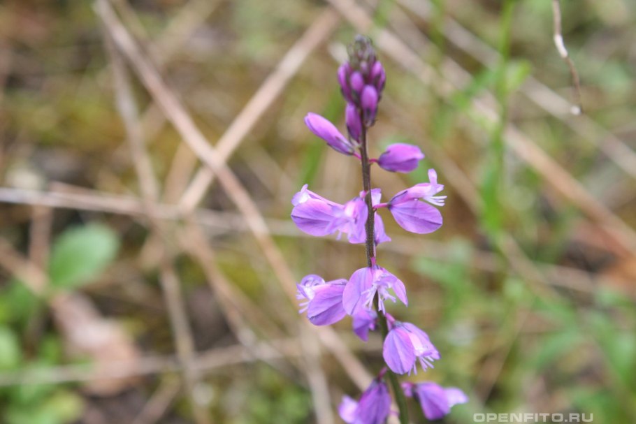 Истод известняковый