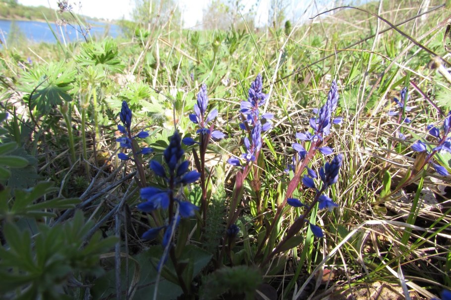 Истод горьковатый