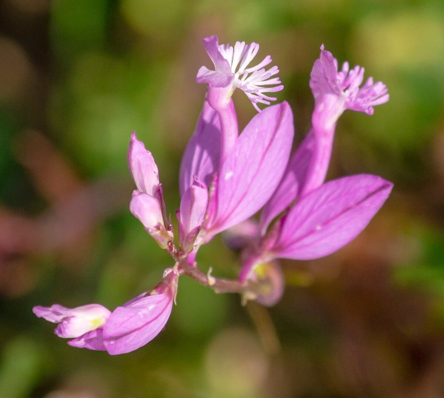 Polygala vulgaris