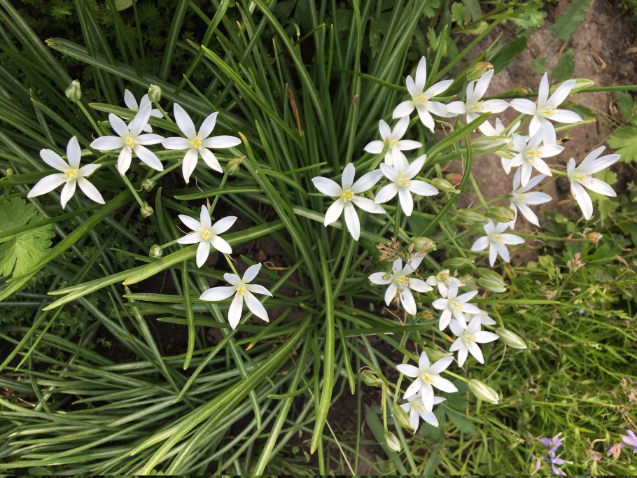 Птицемлечник плосколистный