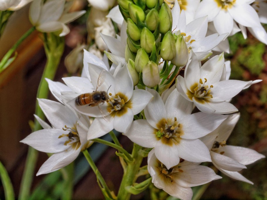 Ornithogalum sardienii