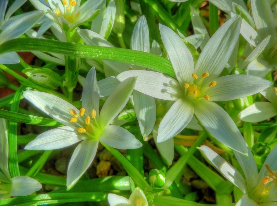 Птицемлечник зонтичный рокариях