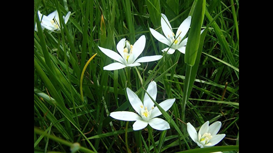 Star of Bethlehem цветок