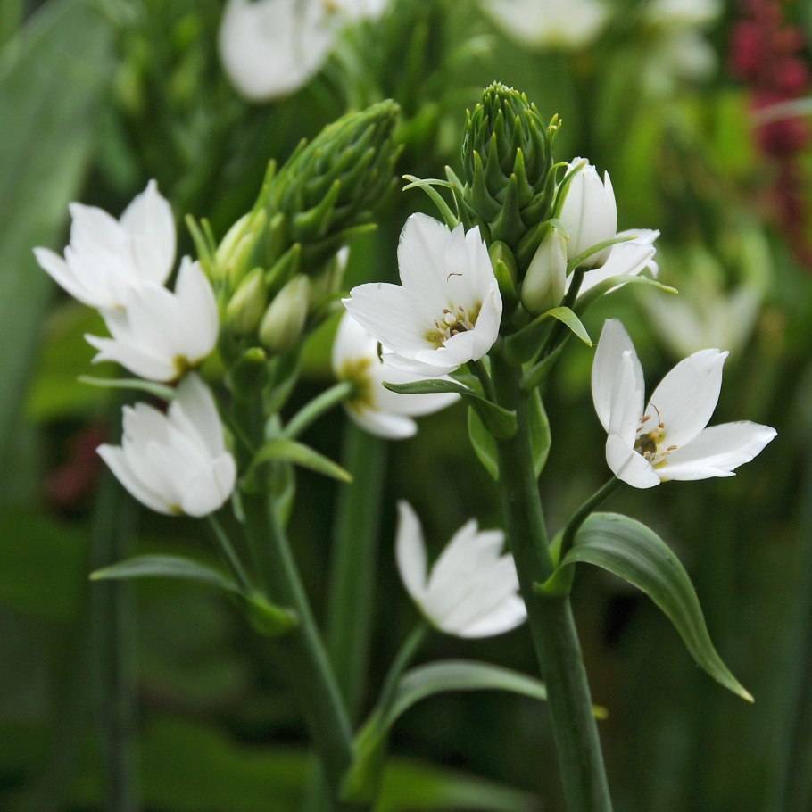 Ornithogalum montanum